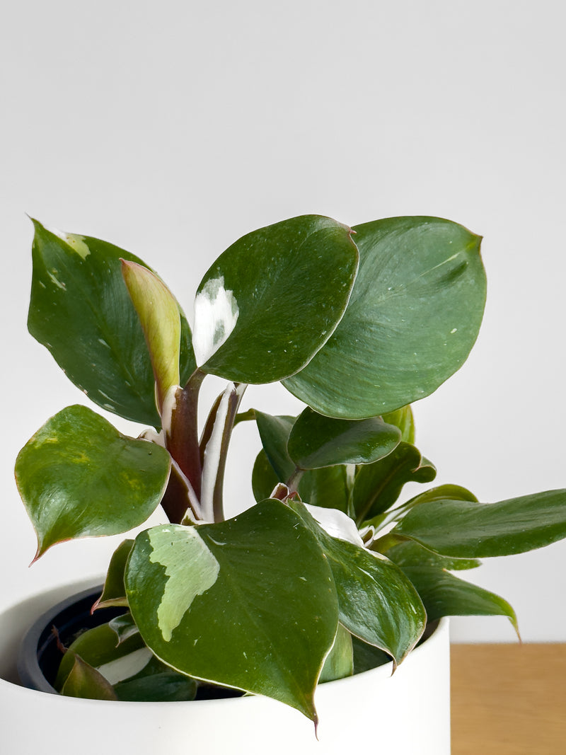 Philodendron White Knight