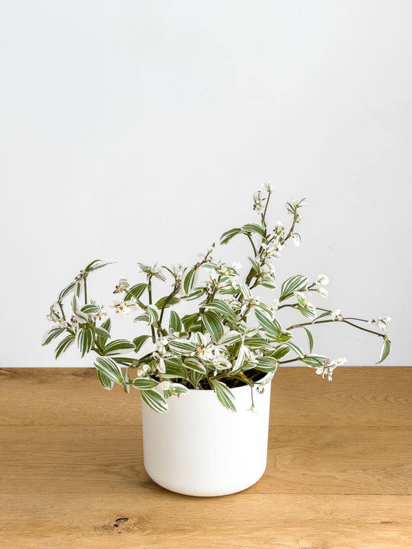 Tradescantia Tenderness