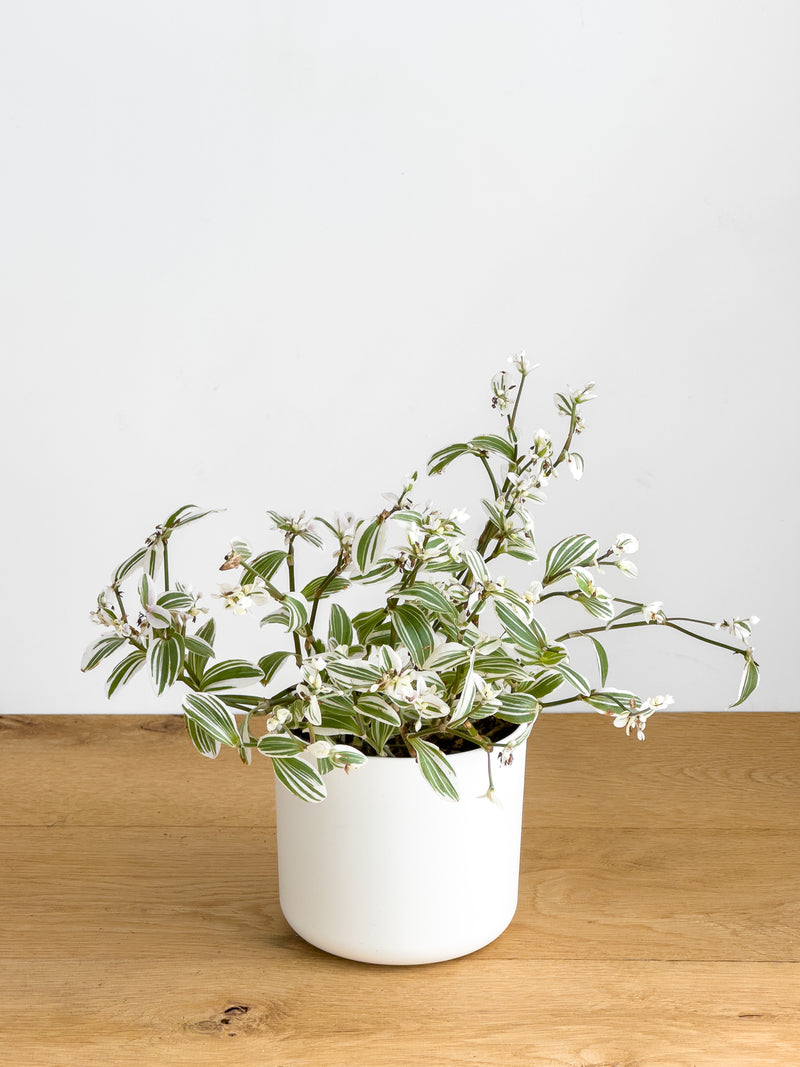 Tradescantia Tenderness