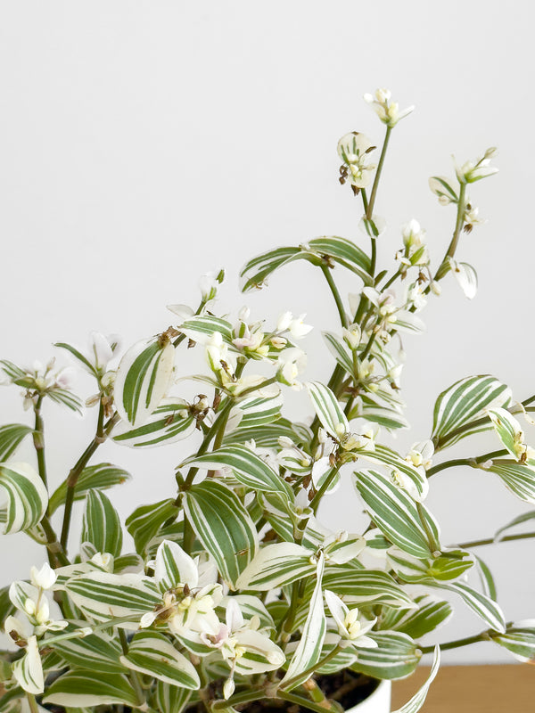 Tradescantia Tenderness