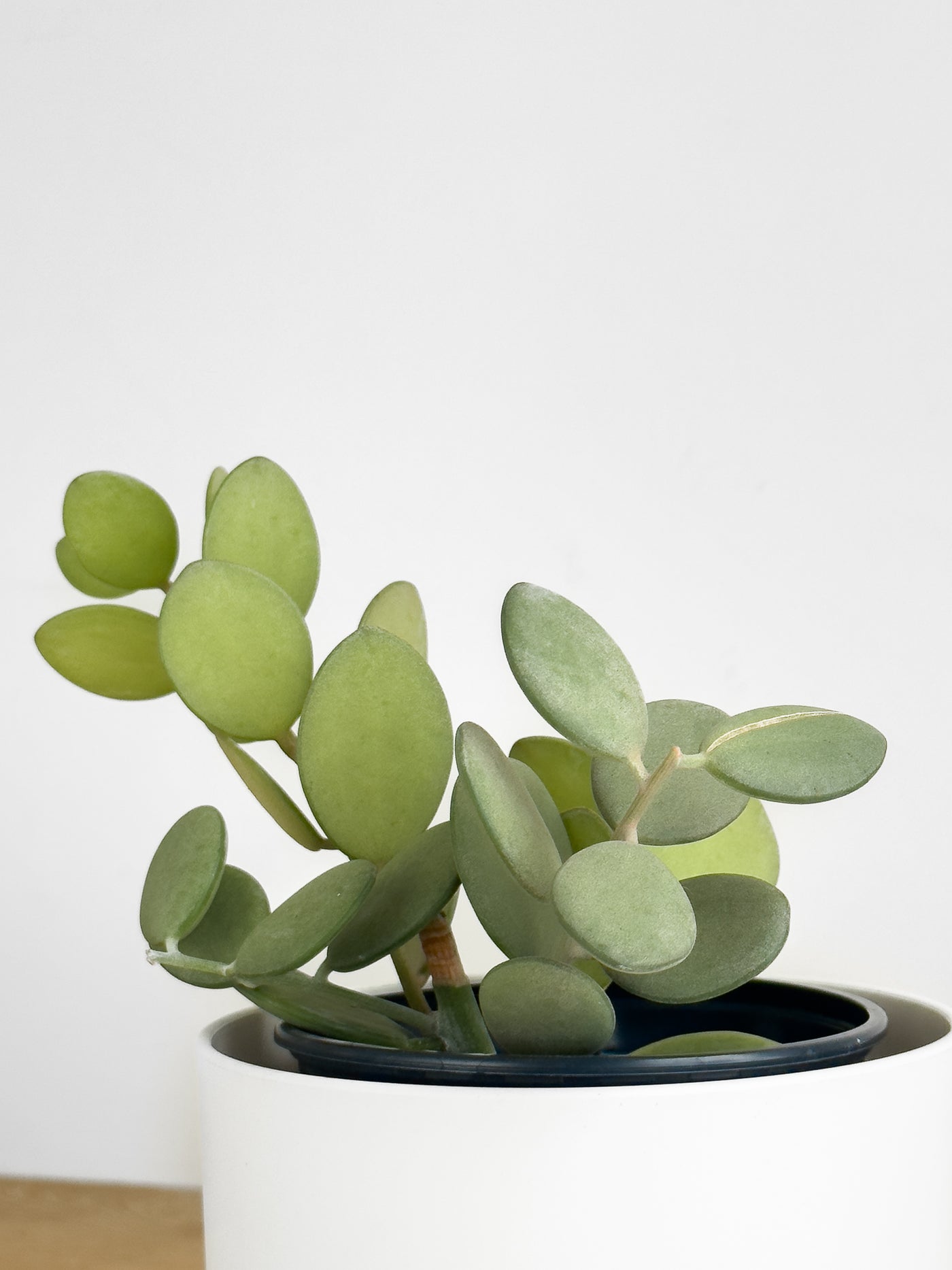 silver dollar succulent vine Silver Dollar – Johnny Jungle