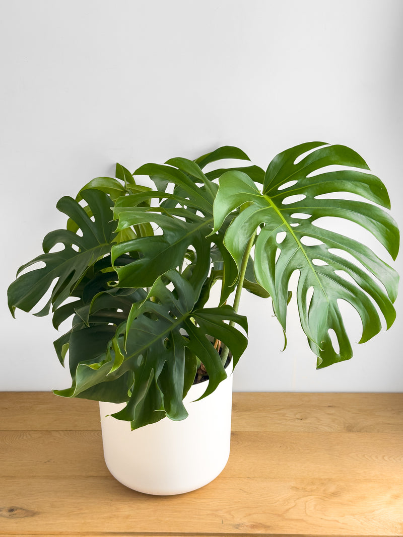 Monstera - XL