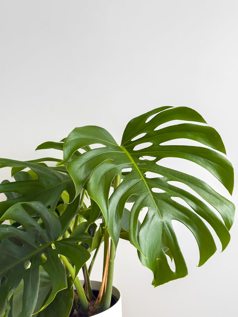 Monstera - XL