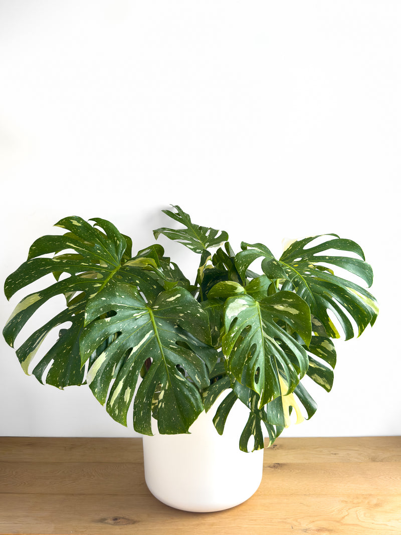 Monstera - Thai Constellation XL