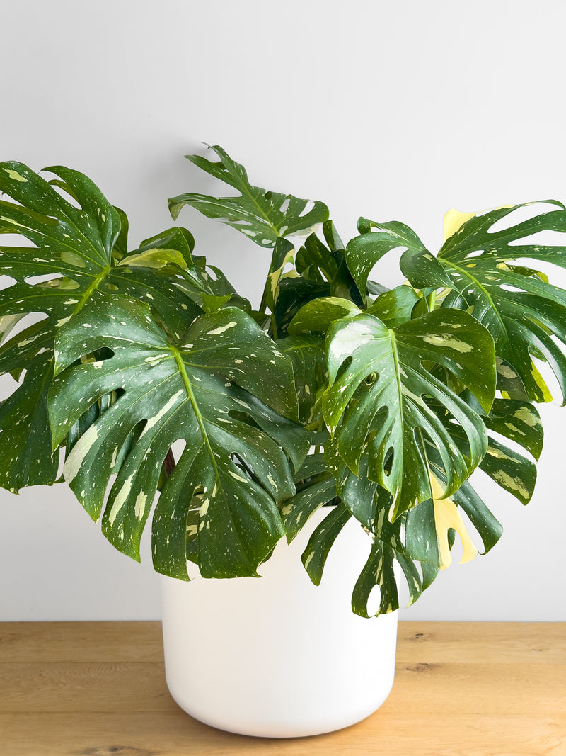 Monstera - Thai Constellation XL