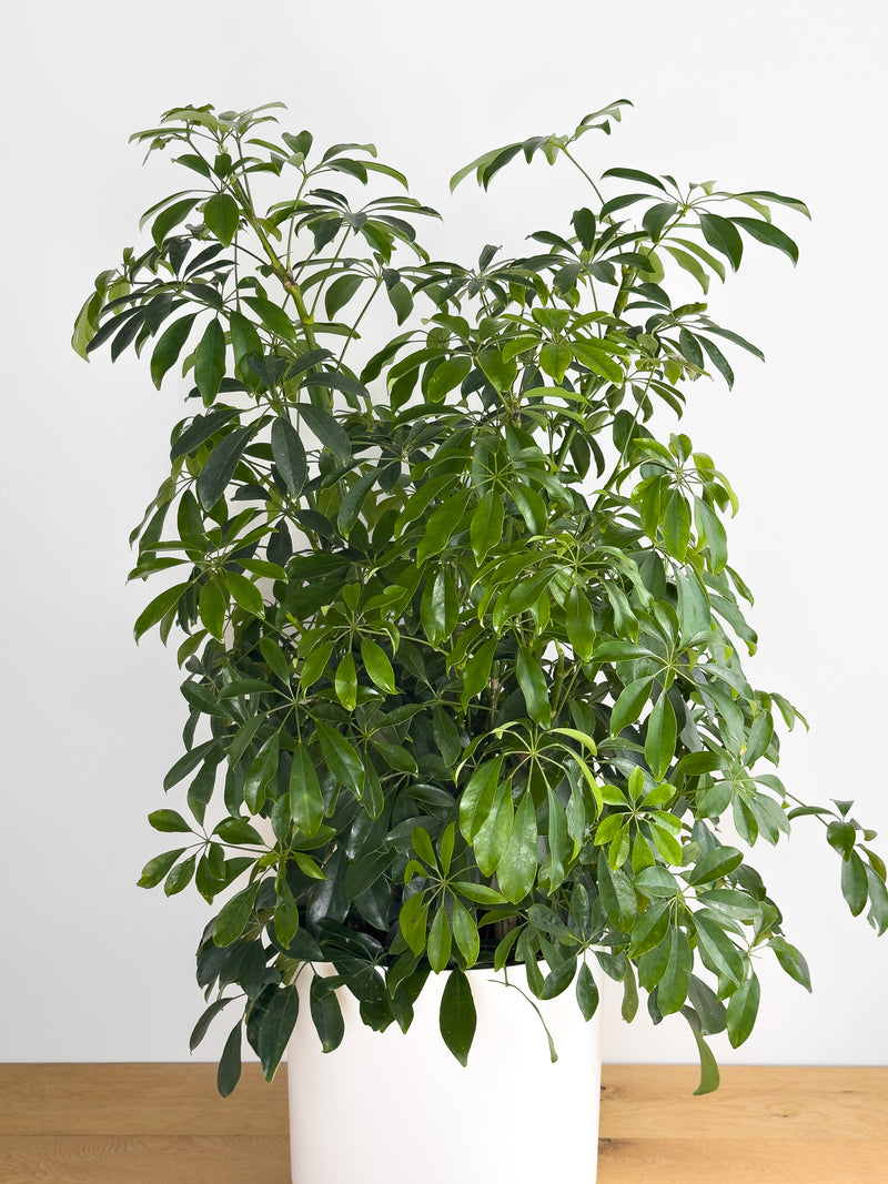 Schefflera Arboricola