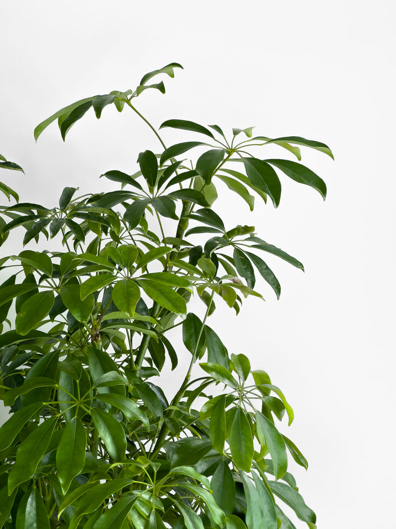 Schefflera Arboricola