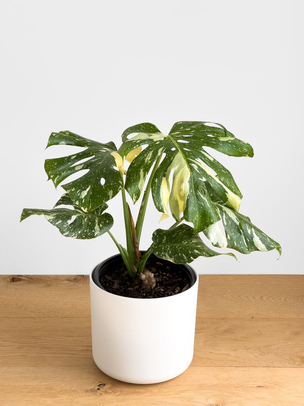 Monstera - Thai Constellation Large