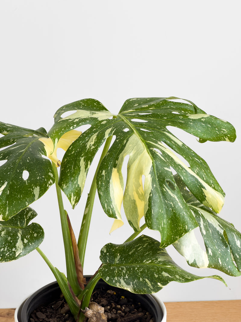 Monstera - Thai Constellation Large