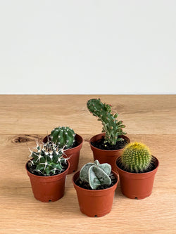 Mini Cacti