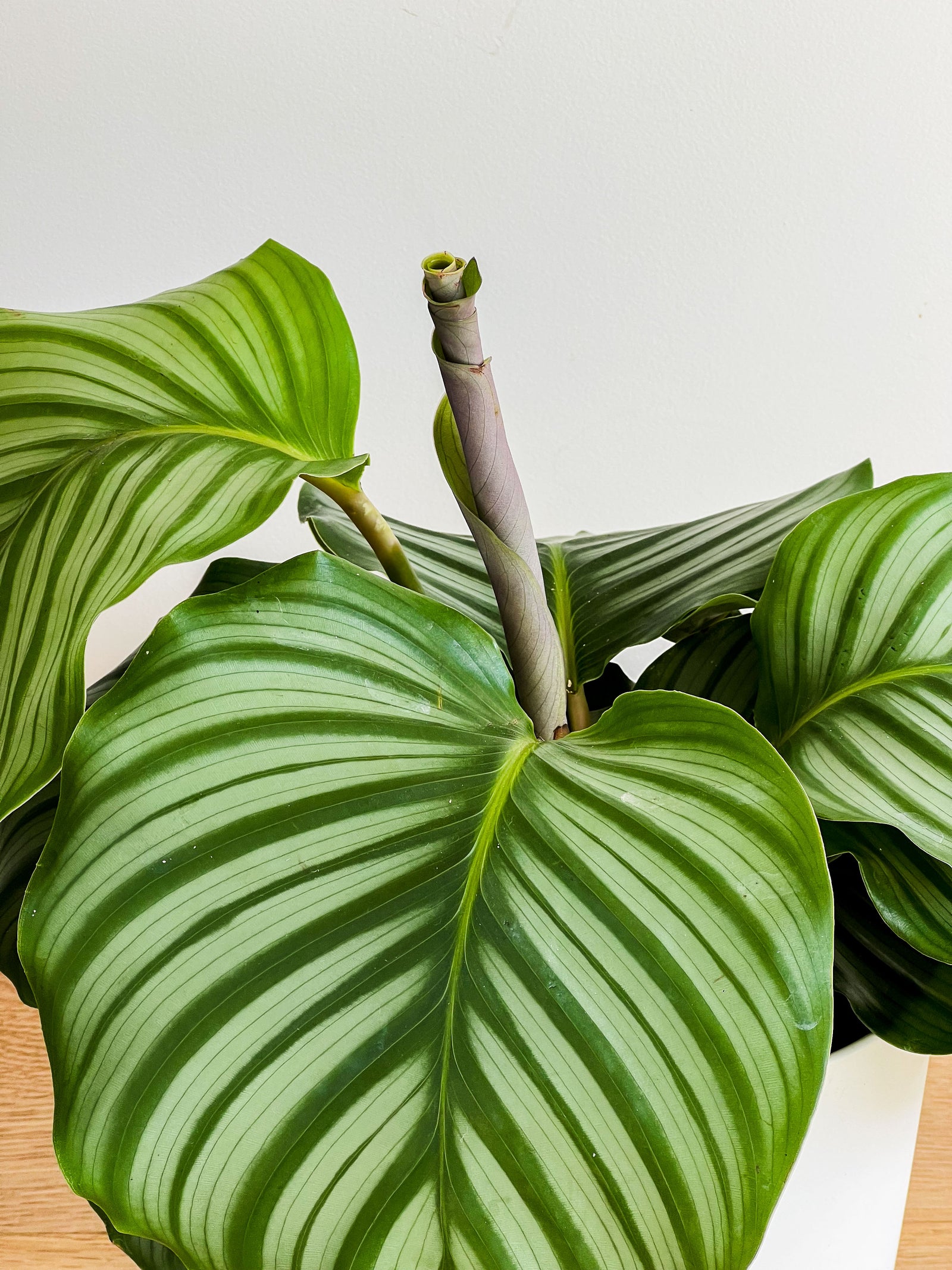 Calathea Orbifolia – Johnny Jungle