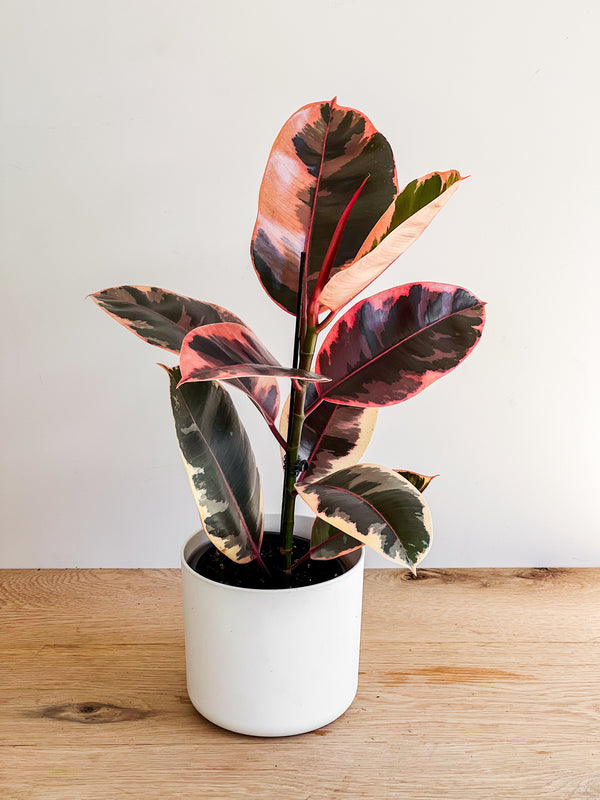 Ficus Elastica - Ruby