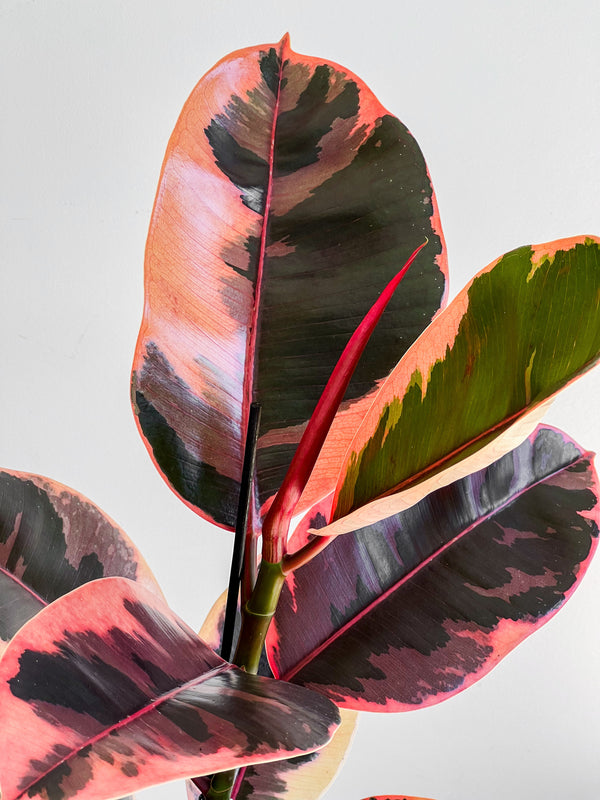 Ficus Elastica - Ruby