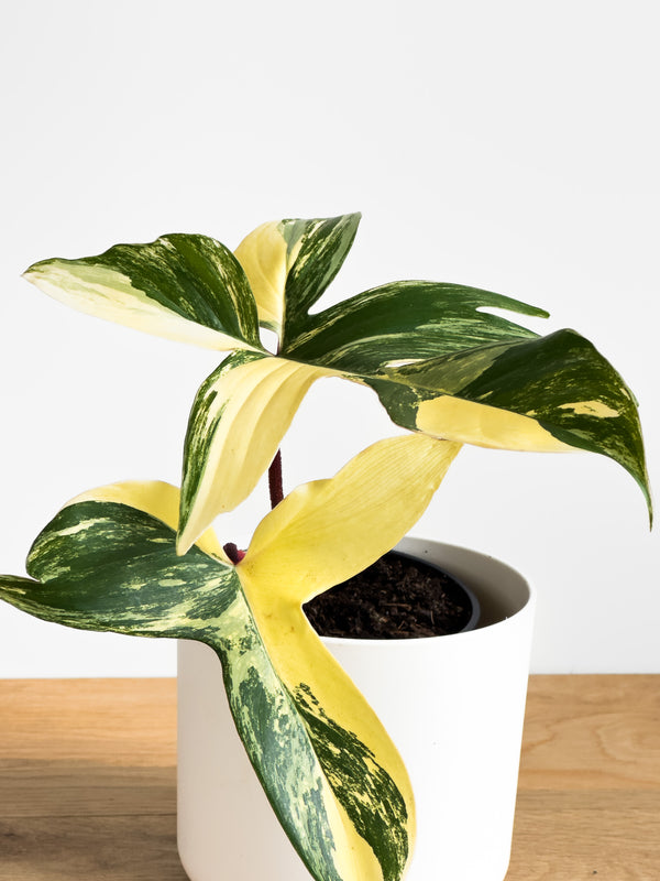 Philodendron Florida Beauty