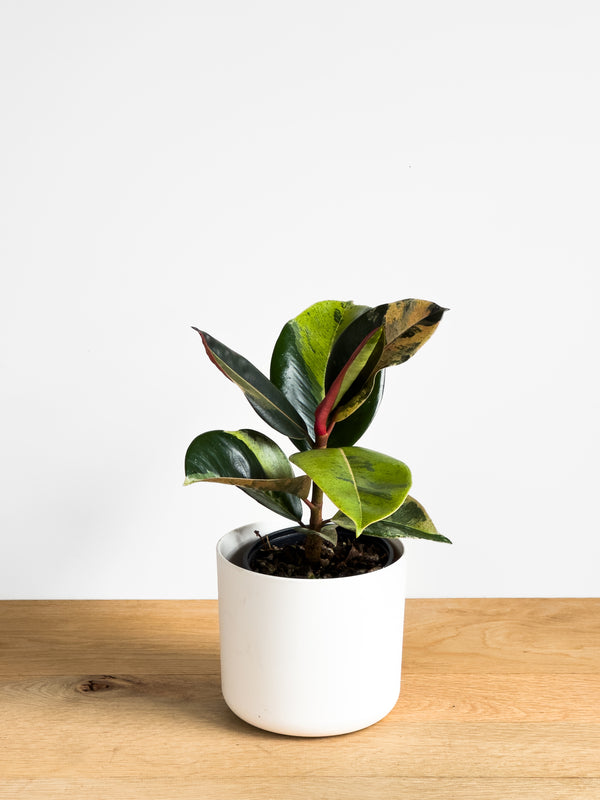 Ficus Shivereana X (1)