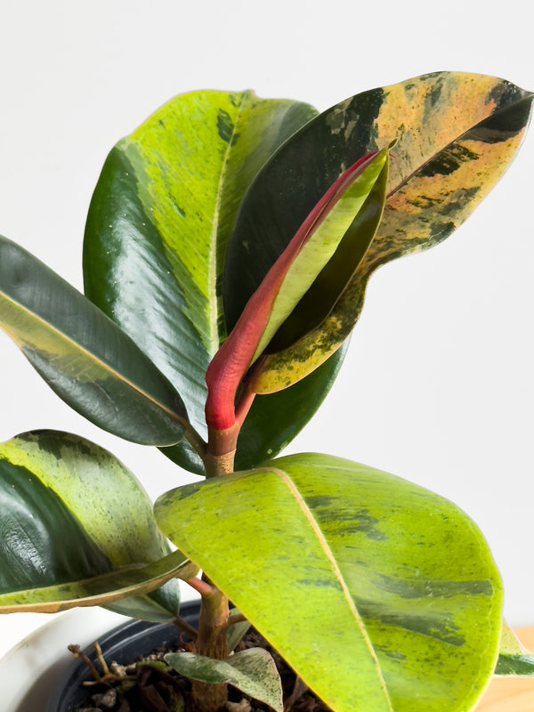 Ficus Shivereana X (1)