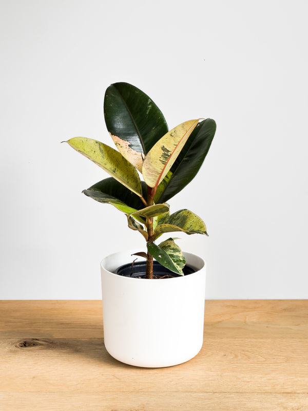 Ficus Shivereana X (3)