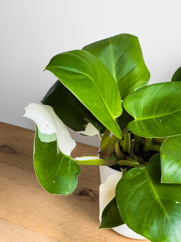 Philodendron White Wizard (1)