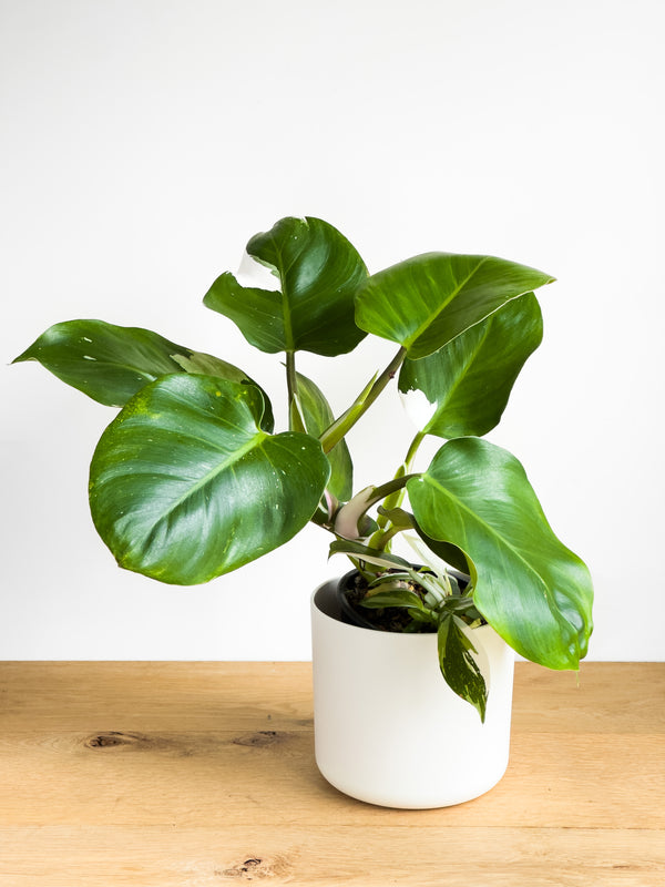 Philodendron White Wizard (2)