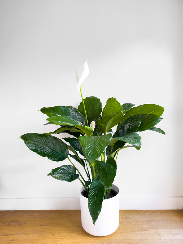 Giant Peace Lily