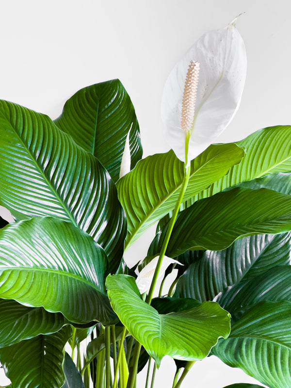 Giant Peace Lily