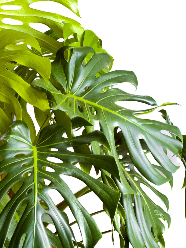 Monstera Deliciosa