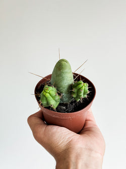 Trichocereus bridgesii monstrose - P.... Cactus