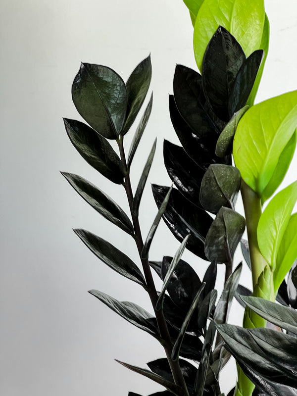 Zamioculcas 'Black Knight'