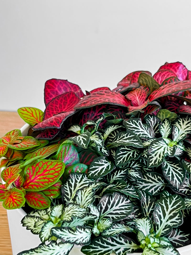 Fittonia Mix