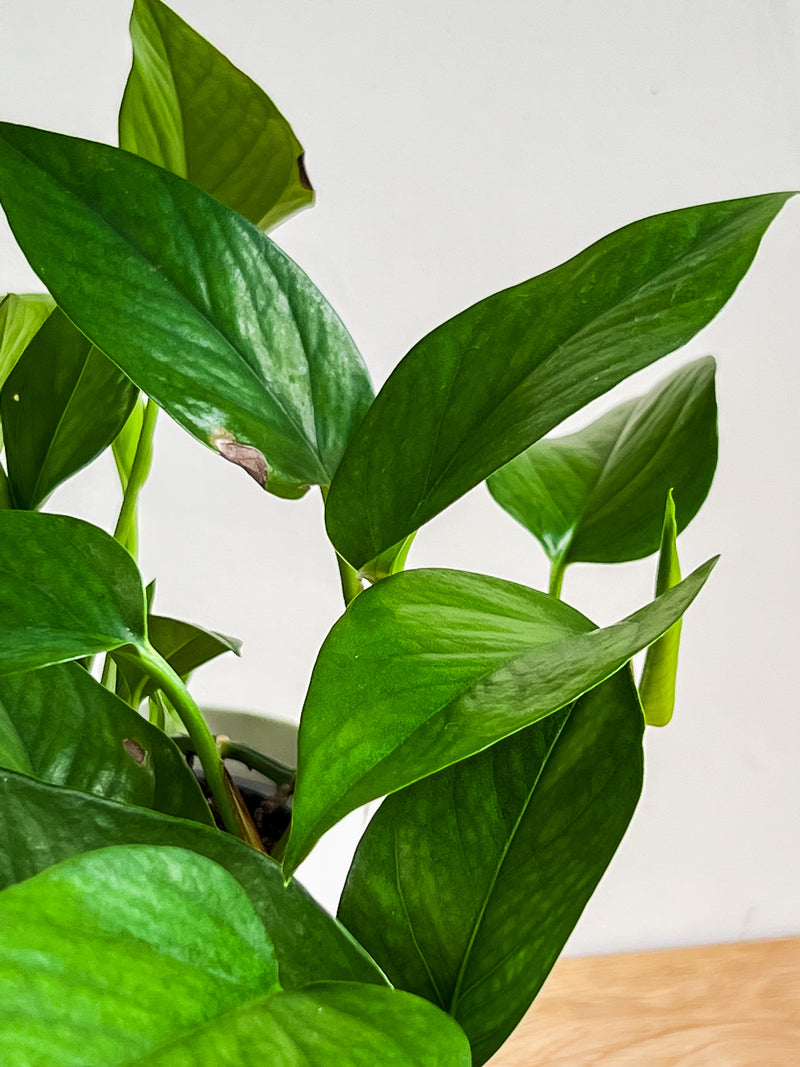 pothos jade totem Jade Pothos – Johnny Jungle