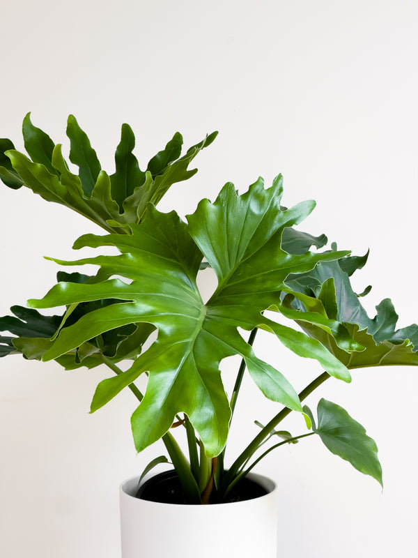 Philodendron Hope