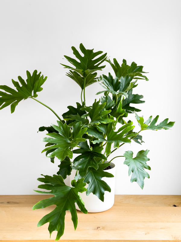 Philodendron Hope