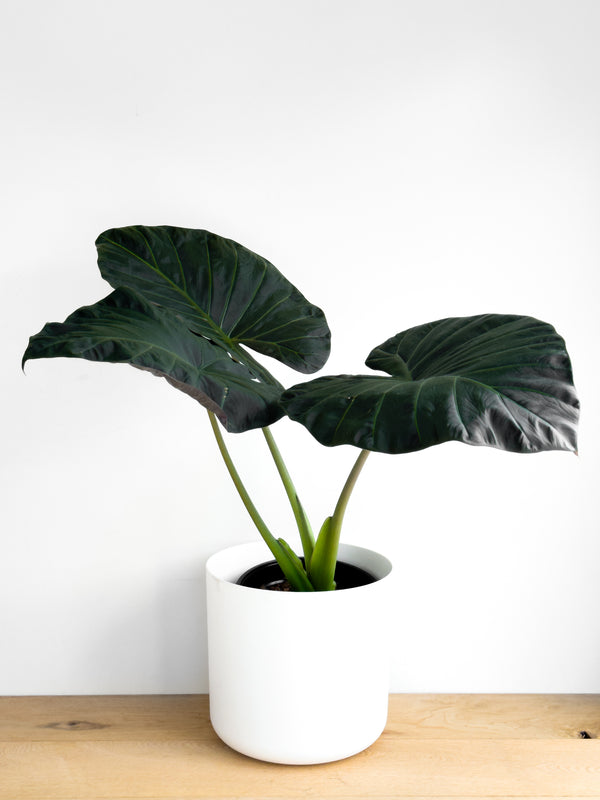 Alocasia - Regal Shield