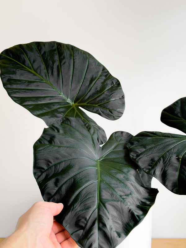 Alocasia - Regal Shield