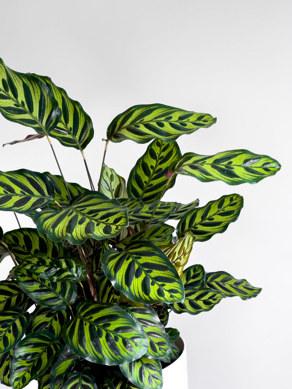 Calathea Makoyana