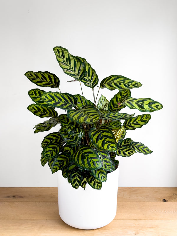 Calathea Makoyana