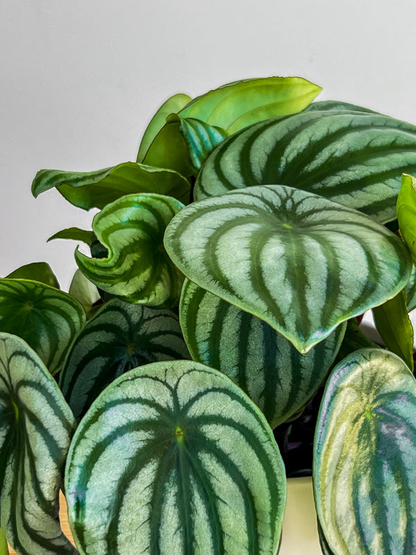Watermelon Peperomia Leaves Close Up