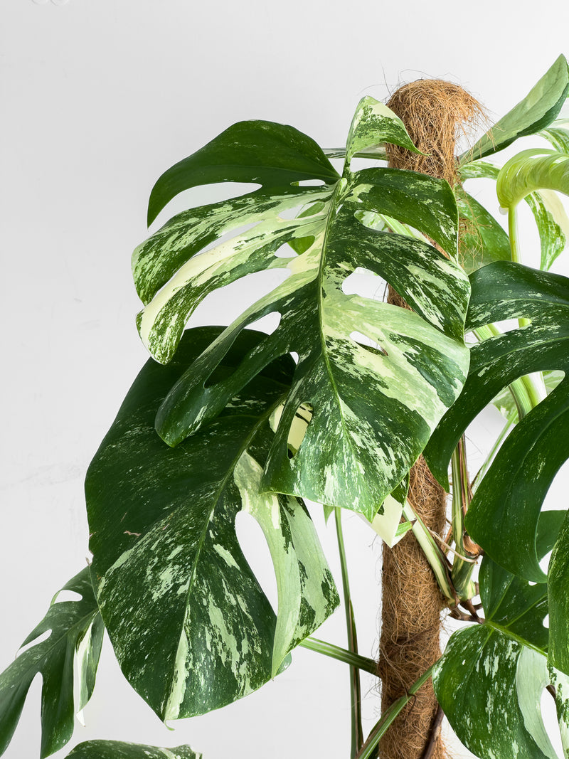 Monstera Albo (1)