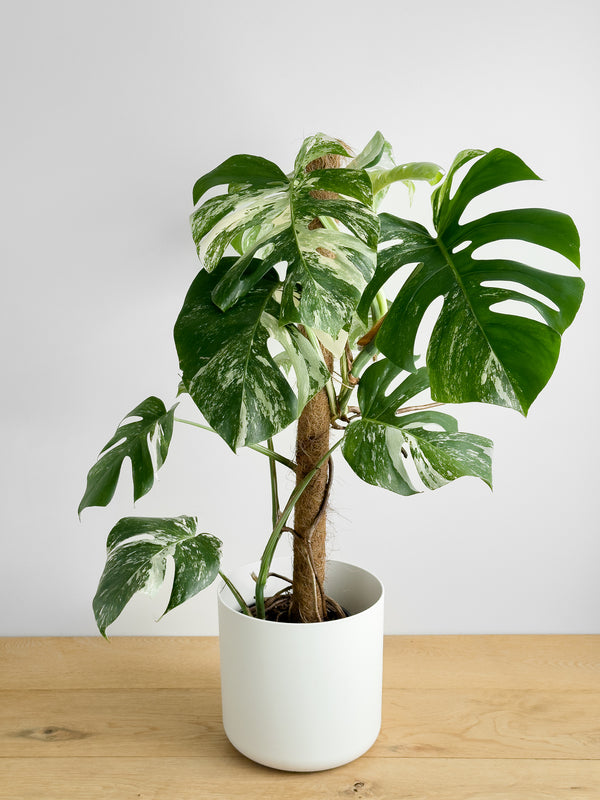 Monstera Albo (1)